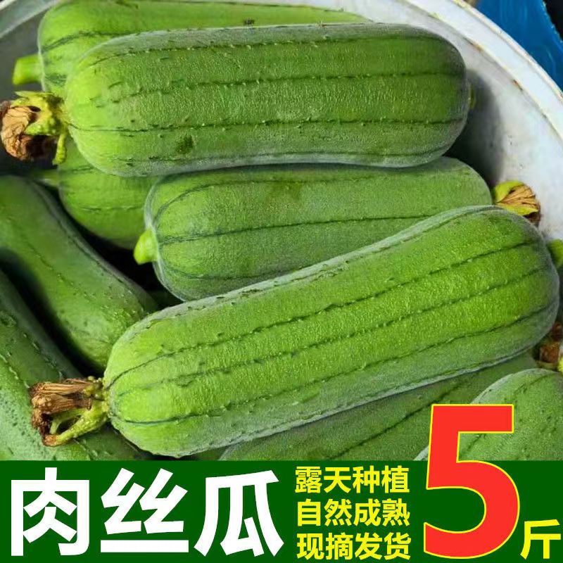 现摘现发福建新鲜丝瓜牛奶香丝瓜短胖肉丝瓜绿角瓜现摘孕妇下奶