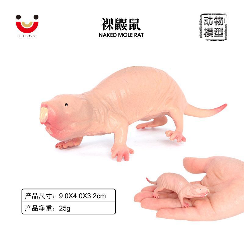 实心模型儿童科教认知沙盘摆件