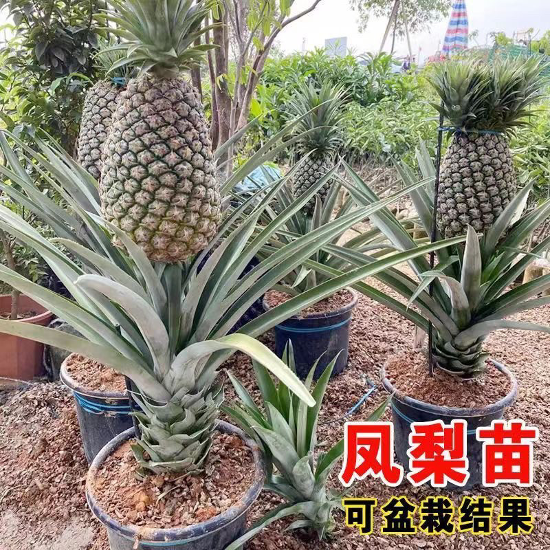 凤梨苗西瓜凤梨盆栽地栽四季常绿