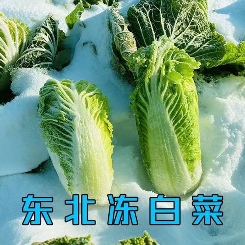 东北冻白菜蘸酱菜农家特产