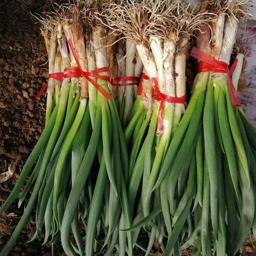 东北发芽葱春季头茬发芽葱蘸酱菜农家种植小葱新鲜蔬菜应季蔬菜