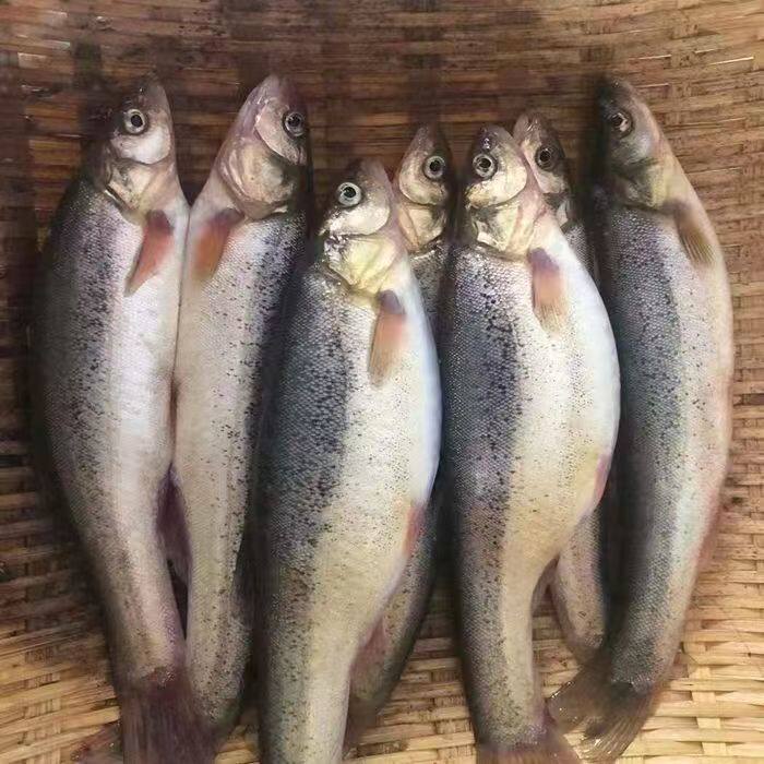 东北特产柳根鱼冷水大柳根鱼细鳞鱼麦穗鱼小杂鱼新鲜打捞新鲜发