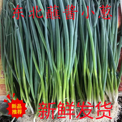 东北新鲜小葱农家自种