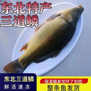 东北三道鳞鲤鱼无磷鲤鱼水库自然生长框镜鲤鱼淡水鱼包邮