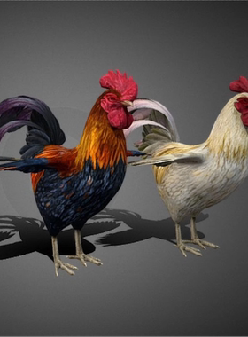 公鸡3d模型素材含贴图blender/fbx/obj白色红色红鸡冠