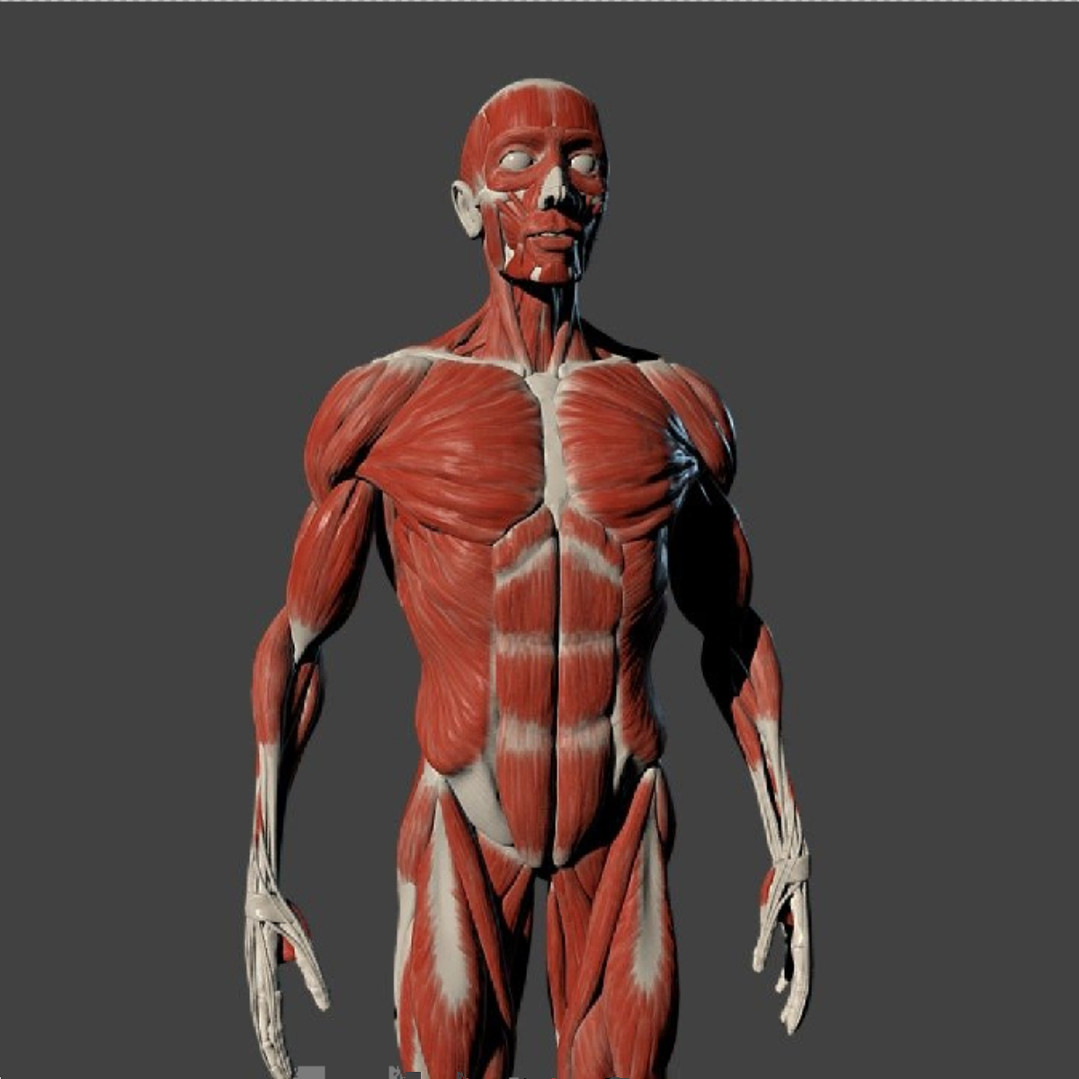 人体肌肉3d模型素材含贴图blender/glb解剖全身
