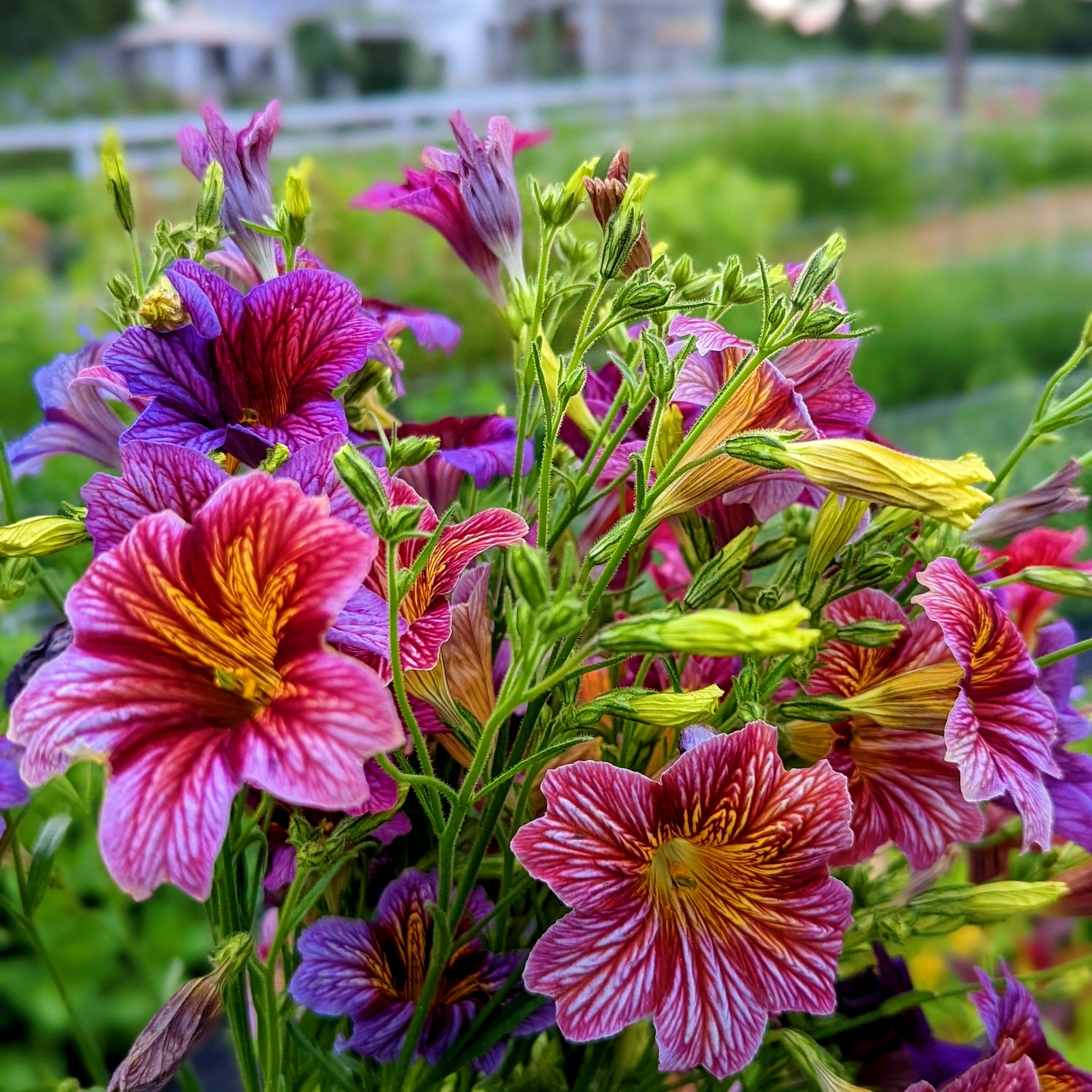 大花美人襟花种籽智利喇叭花