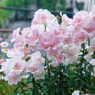 进口矮杆金鱼草种子/双子星/苹果花色粉白渐变重瓣矮生金鱼草春秋