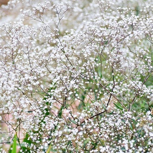 【尖叶满天星种子】婴儿的呼吸石头花耐寒多年生宿根满天星花种籽