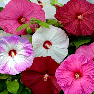 大花芙蓉葵种子长花期大花秋葵草芙蓉庭院耐寒多年生宿根花种籽