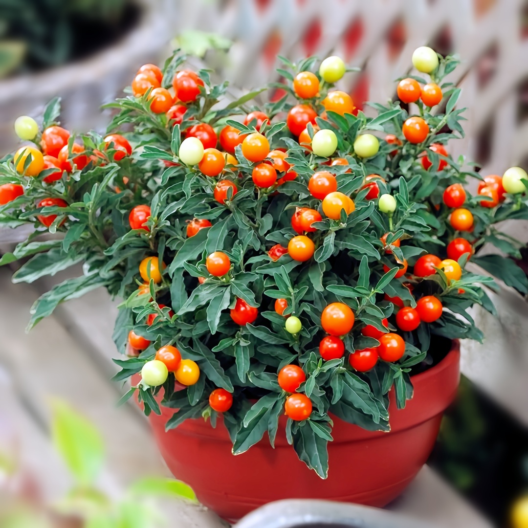 冬珊瑚种子珊瑚樱玉珊瑚野海椒看樱桃吉庆果吉祥果多年生观果春秋