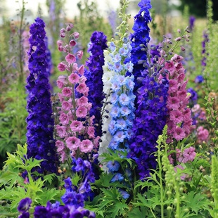 大飞燕草种子高杆翠雀花籽线性花卉多年生宿根耐寒庭院花种籽子