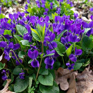 【紫花地丁种子】野堇菜犁头草箭头草耐寒耐阴多年生宿根矮生花籽