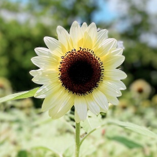 White Nite Procut 白色恋人向日葵种子切花奶油向日葵Sunflower