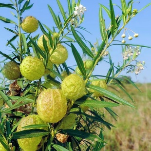 神奇植物会飞 唐棉钉头果种子 风船唐棉 河豚果 种籽长毛 气球果