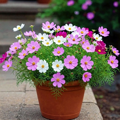 矮杆波斯菊种子混色阳台盆栽花海种籽春夏播新手易种易活格桑花