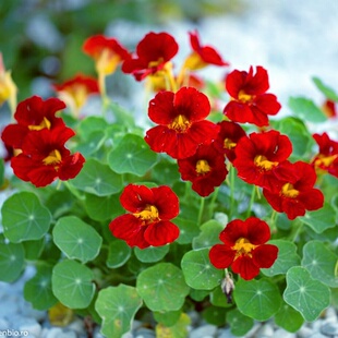 红色旱金莲种子旱金莲盆栽旱荷花种子绿植物阳台庭院盆栽花卉种籽