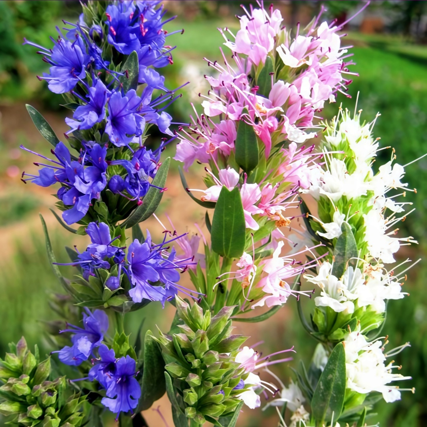 神香草种子柳薄荷海索草牛膝草香草Hyssop欧洲耐热芳香植物春秋播