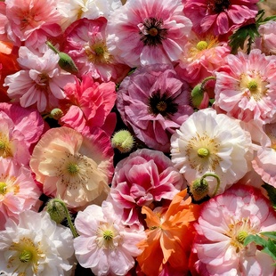 进口虞美人种子/雪莉/天使合唱团大花重瓣虞美人耐寒春秋播花籽