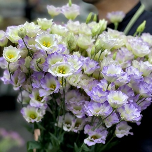 进口切花洋桔梗种子 星星烟灰紫色渐变重瓣洋桔梗种籽5粒春秋播