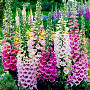 毛地黄种子多年生耐寒花卉春秋播易活盆栽庭院花境花种籽吊钟花孑