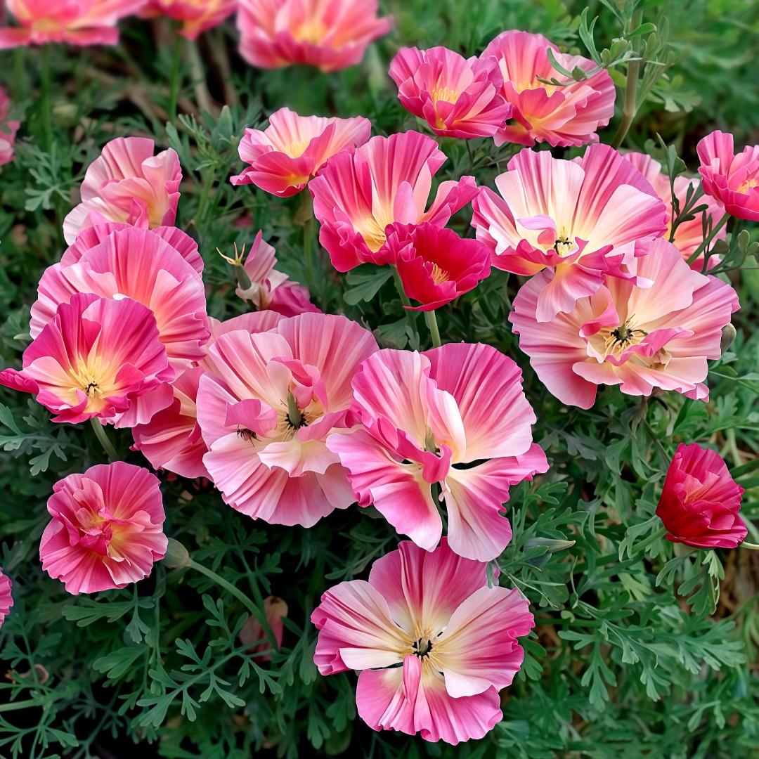 皱边花菱草种子复瓣花菱草加州虞美人洋丽春金英花春秋播盆栽花海