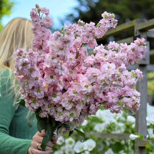 进口切花紫罗兰种子/麦系列深粉色/重瓣高杆耐寒秋播花卉种籽孑