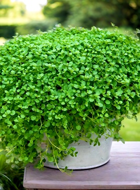 【科西嘉薄荷种子】地被铺面香草籽Corsican Mint宝宝草芳香植物