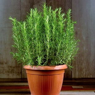 食用迷迭香种子煎牛排烤肉迷迪香百里香西餐香草种籽香料阳台盆栽