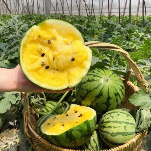 冰淇淋西瓜种子早熟小西瓜