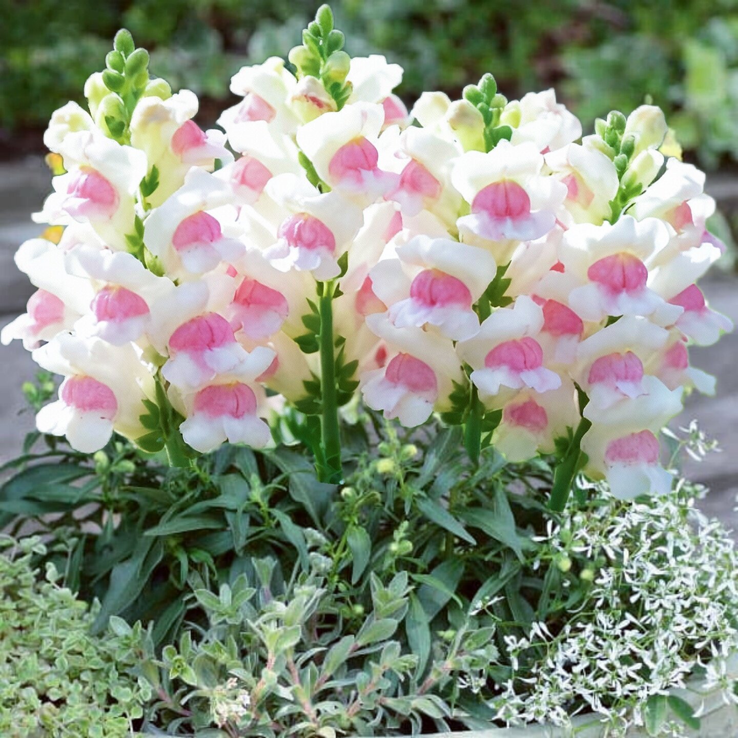 进口矮金鱼草种子/彩虹糖粉白双色渐变矮生耐寒春秋播盆栽花种籽