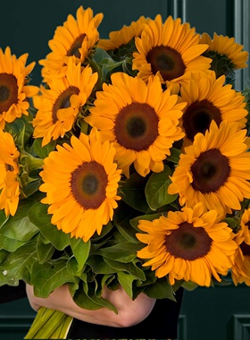 文森特2纤橙向日葵种子Tangy鲜橙Sakata切花向日葵包花花店春夏播