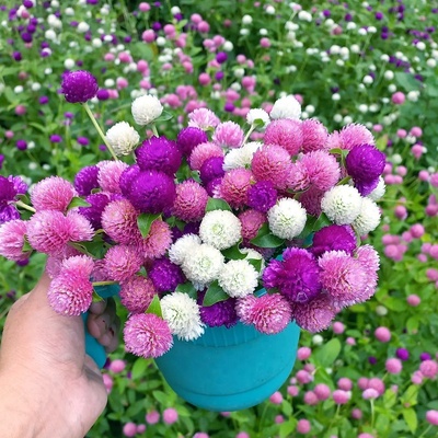 千日粉种子千日紫千日红百日红花种籽火球花耐旱耐热绿植可做干花