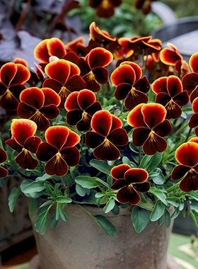 进口角堇种子/珍品GEM/阿斯特卡 红色系角堇春秋播易爆花冬春开花