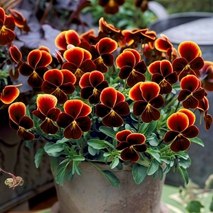 红色系角堇春秋播易爆花冬春开花 阿斯特卡 进口角堇种子 珍品GEM