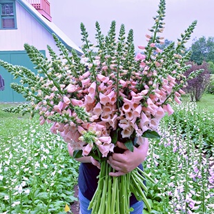 粉色毛地黄种子吊钟花耐寒多年生宿根修根花卉春秋播庭院花境植物