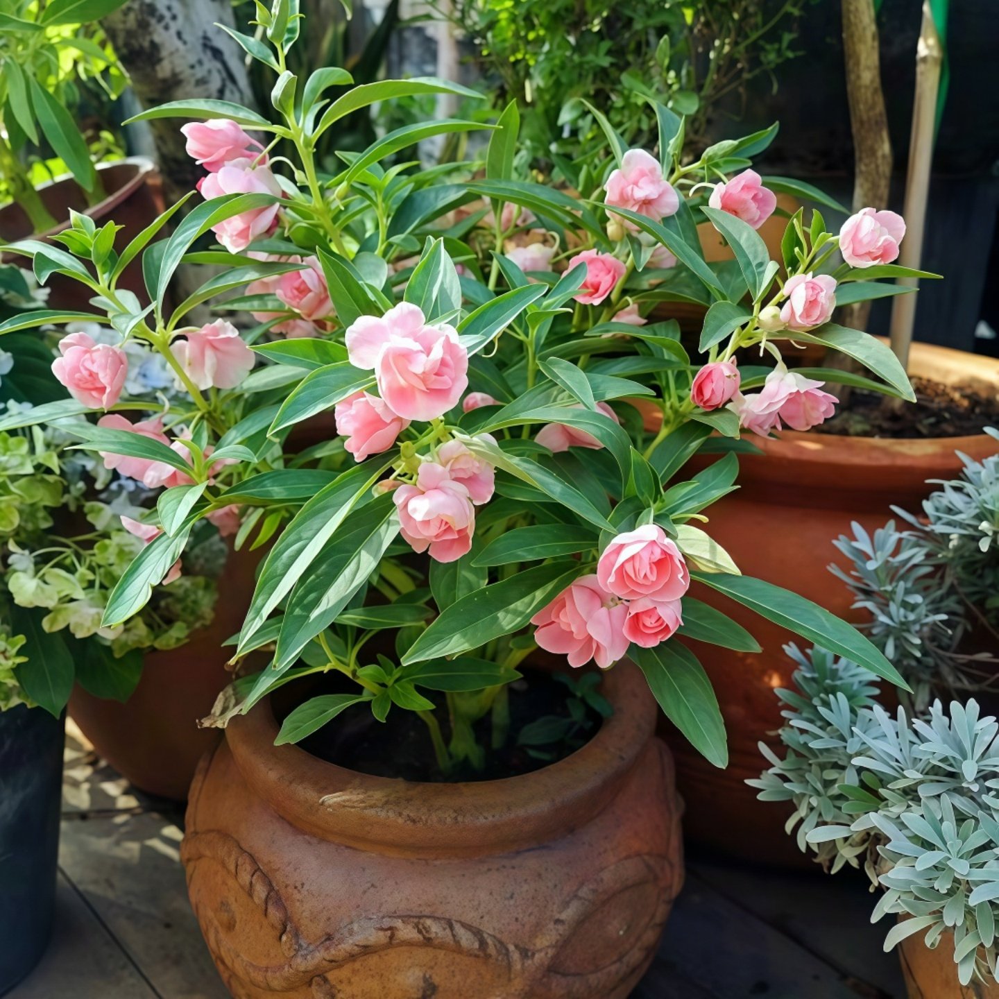 茶花凤仙花种子指甲花种籽鲜花种子室内阳台盆栽易种植物凤仙重瓣