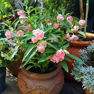 茶花凤仙花种子指甲花种籽鲜花种子室内阳台盆栽易种植物凤仙重瓣