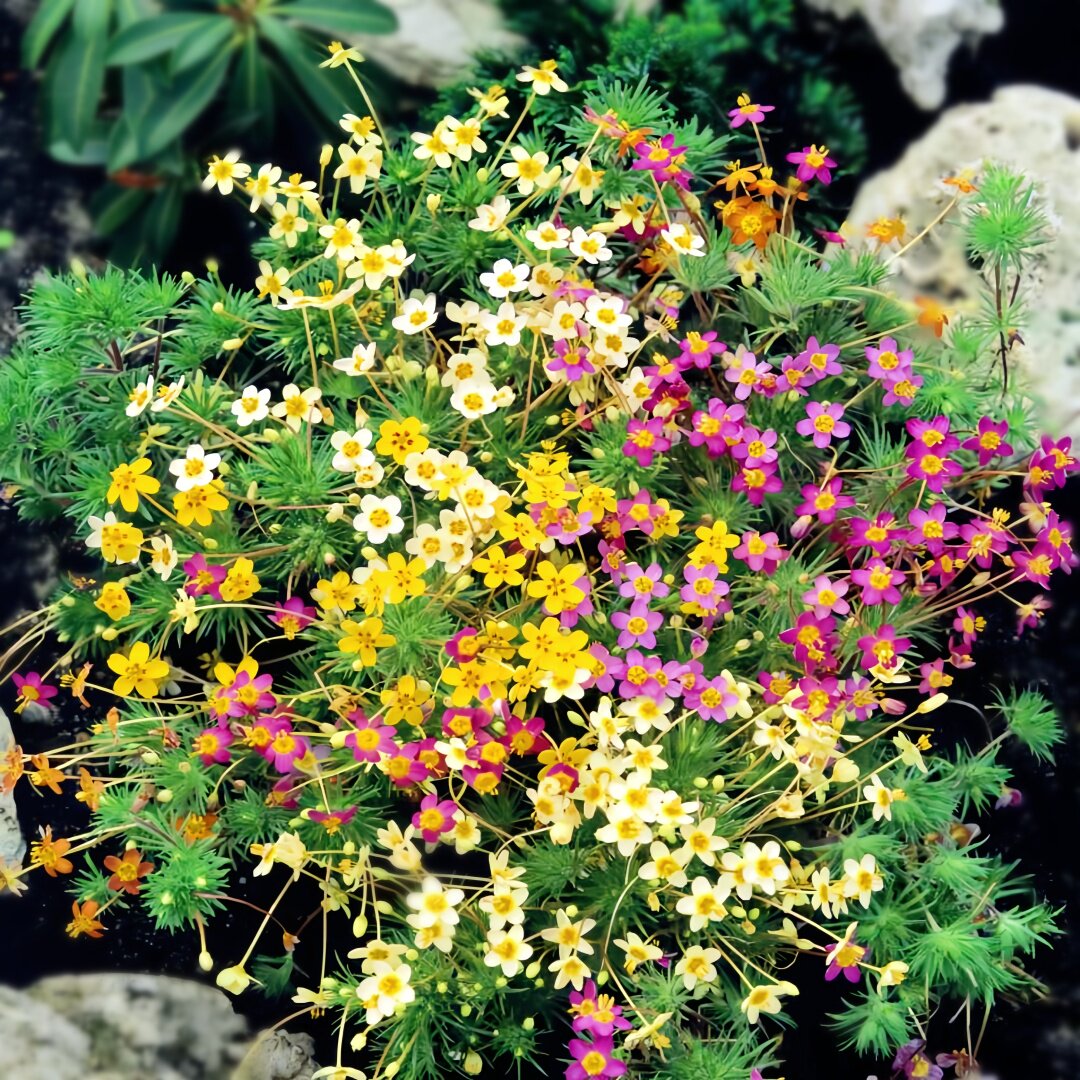 繁星花种子点地梅夕雪麻五星花阳台盆栽花种籽庭院地被植物石头花