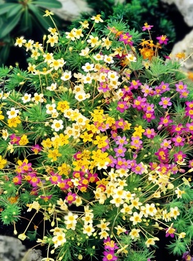 繁星花种子点地梅夕雪麻五星花阳台盆栽花种籽庭院地被植物石头花