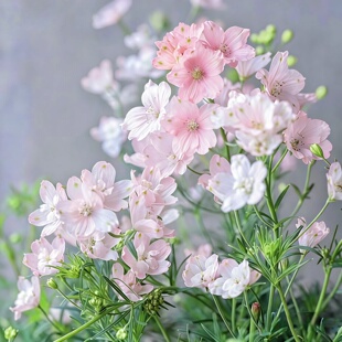 进口矮生大飞燕草夏日清晨种子淡粉鸽子花翠雀花春秋播耐寒千鸟草