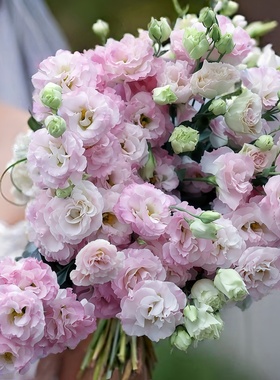 进口切花洋桔梗种子蕾娜3彩粉flash pink重瓣种籽5粒 阳光粉秋播