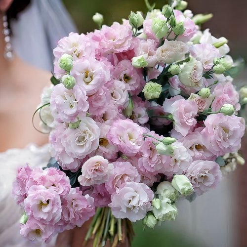 进口切花洋桔梗种子蕾娜3彩粉flash pink重瓣种籽5粒 阳光粉秋播