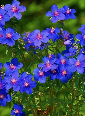 蓝花琉璃繁缕种子蓝色小花蓝色控蓝紫蘩蒌边界地被草花种籽春秋播