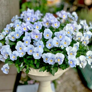 进口三色堇种子/崭新的猫咪/青花瓷猫咪plus系列大花猫脸花春秋播