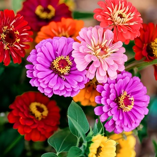 大花百日草花籽百日菊步步高花种子重瓣百日草新手易种耐热花期长