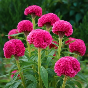 进口切花鸡冠花种子久留米金色黄色头状鸡冠花高杆CelosiaKurume