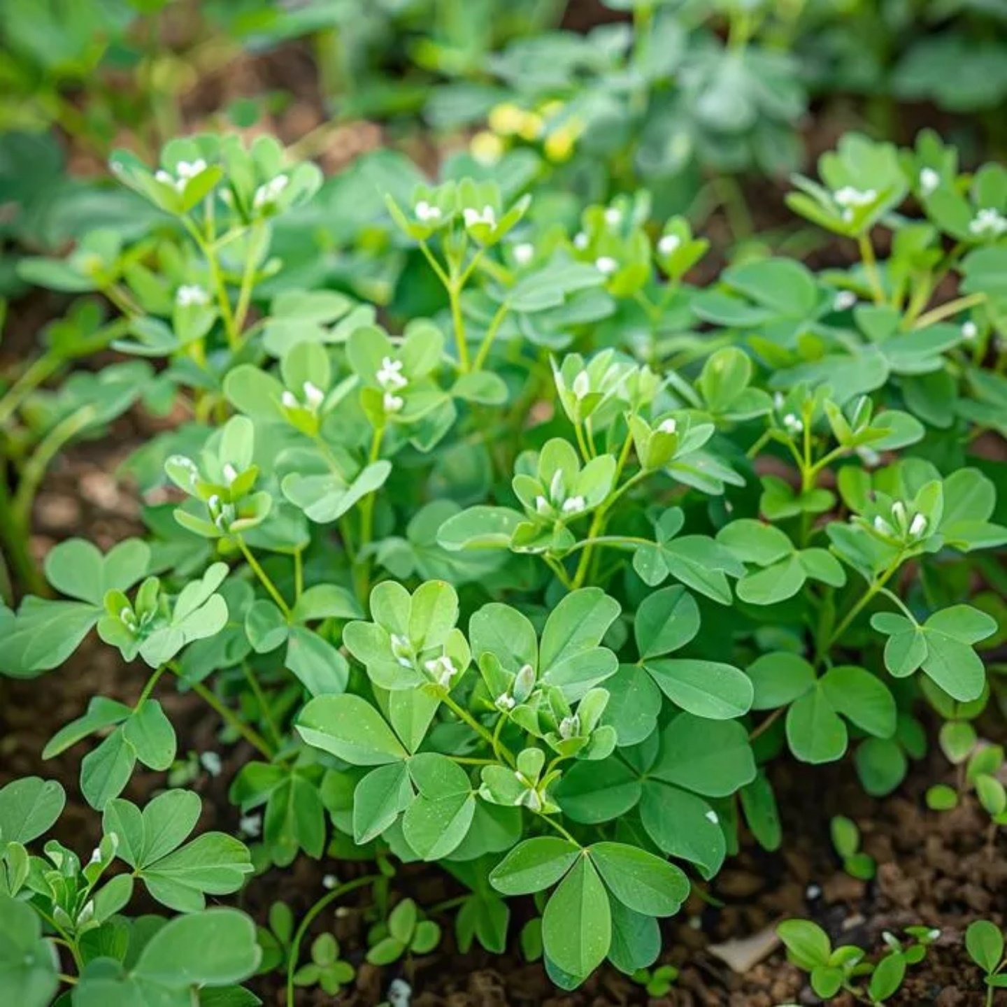 香囊草种子葫芦巴香草驱蚊驱虫香豆草可做香囊香包食用调味春夏播