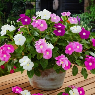 长春花种子花期长五叶梅四季梅花种籽天天开花日日春易活阳台盆栽