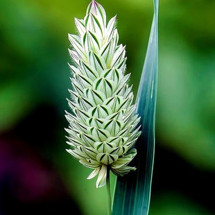 蓝宝石草种子美人草金丝雀虉草加那利子鹬草园草芦干切花观赏草籽